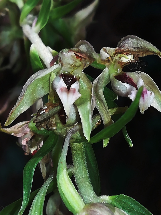 Neglecta? Pianta non ancora fiorita.